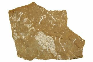 Ordovician Kukersite Oil Shale with Bryozoan Fossils - Russia #369560