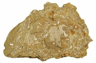 Ordovician Kukersite Oil Shale with Bryozoan Fossils - Russia #369564