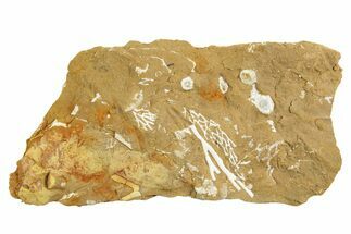 Ordovician Kukersite Oil Shale with Bryozoan Fossils - Russia #369572