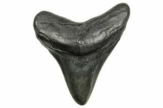 Fossil Megalodon Tooth - South Carolina #368367