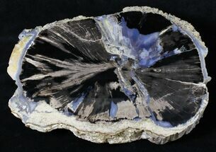 Large Blue Forest Petrified Wood End Cut - #19505