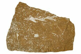 Ordovician Kukersite Oil Shale with Bryozoan Fossils - Russia #369580