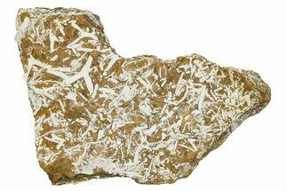 Ordovician Kukersite Oil Shale with Bryozoan Fossils - Russia #369582