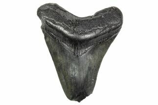 Fossil Megalodon Tooth - South Carolina #368396