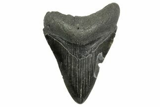 Fossil Megalodon Tooth - South Carolina #368400