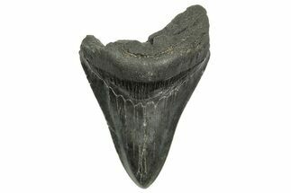 Fossil Megalodon Tooth - South Carolina #368406