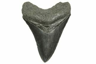 Serrated, Fossil Megalodon Tooth - South Carolina #368413