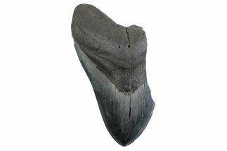 Partial Fossil Megalodon Tooth - Serrated Blade #359101