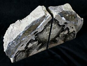 Petrified Wood Bookends - Eden Valley, Wyoming #19513