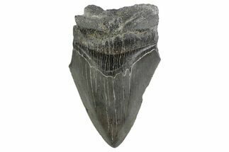 Partial Megalodon Tooth - South Carolina #359114
