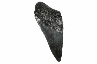 Partial Fossil Megalodon Tooth - South Carolina #368541