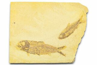 Plate With Two Fossil Fish (Knightia) - Wyoming #369542