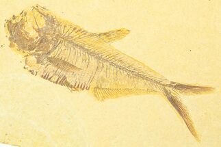Detailed Fossil Fish (Diplomystus) - Wyoming #369543