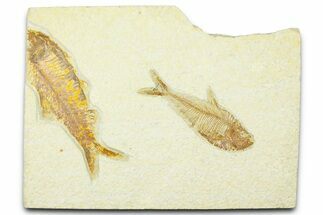 Slab With Two Fossil Fish (Diplomystus & Knightia) - Wyoming #369545