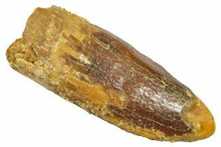 Fossil Sauropod Dinosaur (Titanosaur) Tooth - Morocco #369653