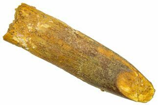 Fossil Sauropod Dinosaur (Titanosaur) Tooth - Morocco #369661