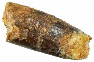 Fossil Sauropod Dinosaur (Titanosaur) Tooth - Morocco #369667