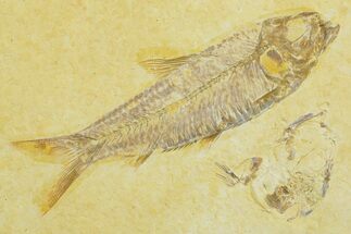 Detailed Fossil Fish (Knightia) - Wyoming #369390