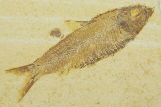 Detailed Fossil Fish (Knightia) - Wyoming #369394