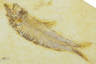 Detailed Fossil Fish (Knightia) - Wyoming #369402
