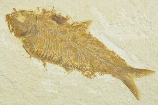 Detailed Fossil Fish (Knightia) - Wyoming #369416