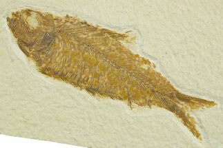 Detailed Fossil Fish (Knightia) - Wyoming #369425
