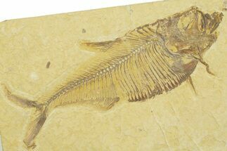 Detailed Fossil Fish (Diplomystus) - Wyoming #369446