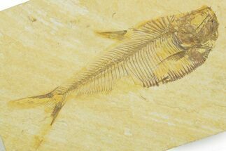 Detailed Fossil Fish (Diplomystus) - Wyoming #369450
