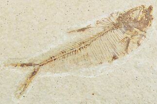 Bargain, Fossil Fish (Diplomystus) - Wyoming #369472