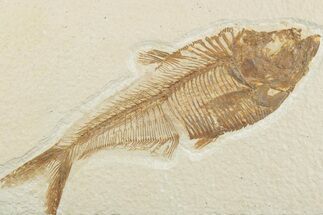 Detailed Fossil Fish (Diplomystus) - Wyoming #369481