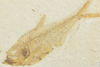Bargain, Fossil Fish (Diplomystus) - Wyoming #369488