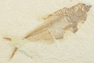Bargain, Fossil Fish (Diplomystus) - Wyoming #369494