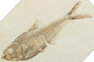 Detailed Fossil Fish (Diplomystus) - Wyoming #369498