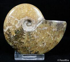 Beautiful Inch Polished Ammonite #3032
