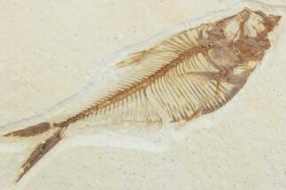 Detailed Fossil Fish (Diplomystus) - Wyoming #369508