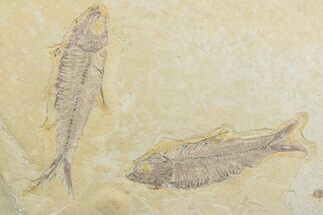 Plate With Two Fossil Fish (Knightia) - Wyoming #369515