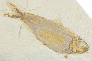 Detailed Fossil Fish (Knightia) - Wyoming #369529
