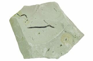 Plate of Silurian Fossil Algae (Kalania) Fossils - Estonia #369688