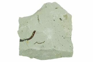 Plate of Silurian Fossil Algae (Kalania) Fossils - Estonia #369695