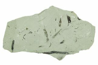 Plate of Silurian Fossil Algae (Kalania) Fossils - Estonia #369706