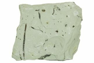 Plate of Silurian Fossil Algae (Kalania) Fossils - Estonia #369715