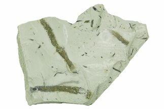 Plate of Silurian Fossil Algae (Kalania) Fossils - Estonia #369726