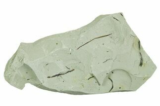 Plate of Silurian Fossil Algae (Kalania) Fossils - Estonia #369731