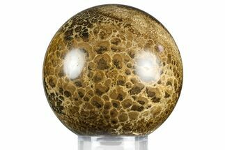 Polished Fossil Stromatolite (Chlorellopsis?) Sphere - Wyoming #369068
