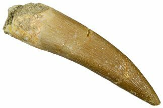 Fossil Plesiosaur (Zarafasaura) Tooth - Morocco #369954