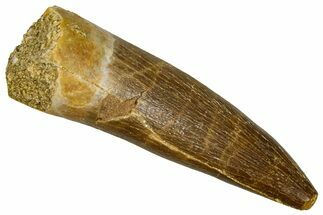 Fossil Plesiosaur (Zarafasaura) Tooth - Morocco #369972