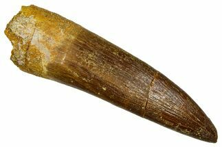 Fossil Plesiosaur (Zarafasaura) Tooth - Morocco #369975