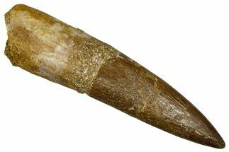 Fossil Plesiosaur (Zarafasaura) Tooth - Morocco #369982