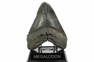 Fossil Shark Teeth For Sale
