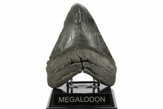 Huge Fossil Megalodon Tooth - South Carolina #369996